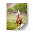 Caballo En El Campo Vi - Ozana Sturgeon | Cuadro decorativo de Canvas Lab