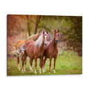 Caballos En El Campo I - Ozana Sturgeon | Cuadro decorativo de Canvas Lab