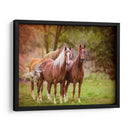 Caballos En El Campo I - Ozana Sturgeon | Cuadro decorativo de Canvas Lab