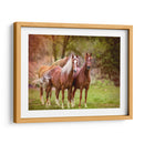 Caballos En El Campo I - Ozana Sturgeon | Cuadro decorativo de Canvas Lab