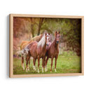 Caballos En El Campo I - Ozana Sturgeon | Cuadro decorativo de Canvas Lab