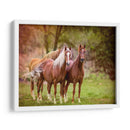 Caballos En El Campo I - Ozana Sturgeon | Cuadro decorativo de Canvas Lab