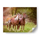 Caballos En El Campo I - Ozana Sturgeon | Cuadro decorativo de Canvas Lab