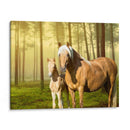 Caballos En El Campo Ii - Ozana Sturgeon | Cuadro decorativo de Canvas Lab