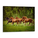 Caballos En El Campo Iii - Ozana Sturgeon | Cuadro decorativo de Canvas Lab