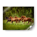 Caballos En El Campo Iii - Ozana Sturgeon | Cuadro decorativo de Canvas Lab