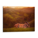 Potro En El Campo I - Ozana Sturgeon | Cuadro decorativo de Canvas Lab