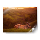 Potro En El Campo I - Ozana Sturgeon | Cuadro decorativo de Canvas Lab