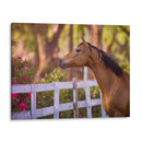 Flor Frolick I - Ozana Sturgeon | Cuadro decorativo de Canvas Lab