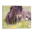 Flor Frolick V - Ozana Sturgeon | Cuadro decorativo de Canvas Lab