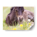 Flor Frolick V - Ozana Sturgeon | Cuadro decorativo de Canvas Lab