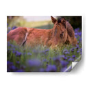 Flor Frolick Vi - Ozana Sturgeon | Cuadro decorativo de Canvas Lab