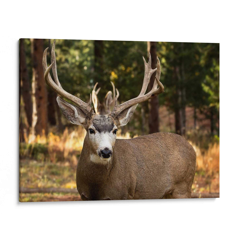 Reloj Deer I - Ozana Sturgeon | Cuadro decorativo de Canvas Lab