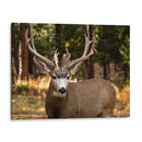 Reloj Deer I - Ozana Sturgeon | Cuadro decorativo de Canvas Lab