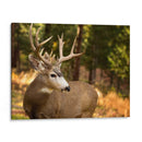 Reloj Deer Ii - Ozana Sturgeon | Cuadro decorativo de Canvas Lab