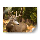 Reloj Deer Ii - Ozana Sturgeon | Cuadro decorativo de Canvas Lab