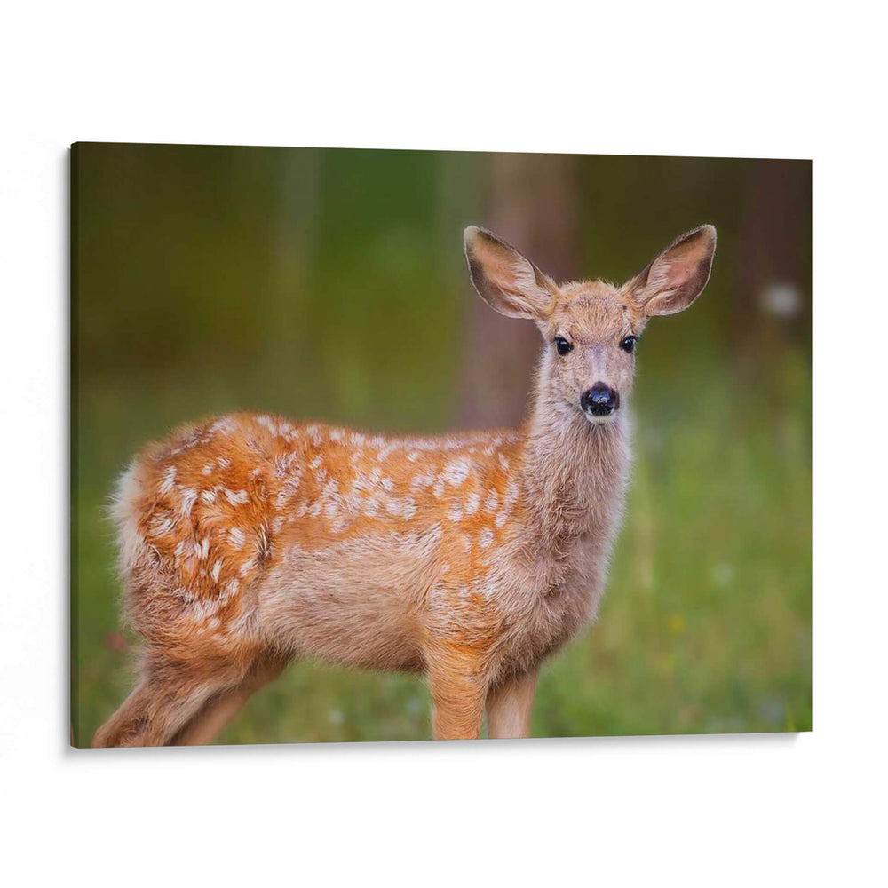 Reloj Deer Iii - Ozana Sturgeon | Cuadro decorativo de Canvas Lab
