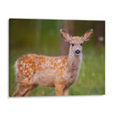 Reloj Deer Iii - Ozana Sturgeon | Cuadro decorativo de Canvas Lab