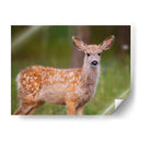 Reloj Deer Iii - Ozana Sturgeon | Cuadro decorativo de Canvas Lab