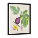 Acuarela Fruta I - Naomi McCavitt | Cuadro decorativo de Canvas Lab