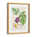 Acuarela Fruta I - Naomi McCavitt | Cuadro decorativo de Canvas Lab