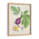 Acuarela Fruta I - Naomi McCavitt | Cuadro decorativo de Canvas Lab