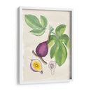 Acuarela Fruta I - Naomi McCavitt | Cuadro decorativo de Canvas Lab