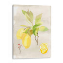 Acuarela Fruta Ii - Naomi McCavitt | Cuadro decorativo de Canvas Lab