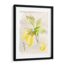 Acuarela Fruta Ii - Naomi McCavitt | Cuadro decorativo de Canvas Lab