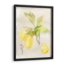Acuarela Fruta Ii - Naomi McCavitt | Cuadro decorativo de Canvas Lab