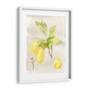 Acuarela Fruta Ii - Naomi McCavitt | Cuadro decorativo de Canvas Lab