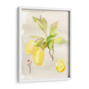Acuarela Fruta Ii - Naomi McCavitt | Cuadro decorativo de Canvas Lab