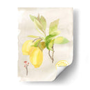 Acuarela Fruta Ii - Naomi McCavitt | Cuadro decorativo de Canvas Lab
