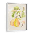 Acuarela Fruta Iii - Naomi McCavitt | Cuadro decorativo de Canvas Lab