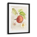 Acuarela Fruta Iv - Naomi McCavitt | Cuadro decorativo de Canvas Lab