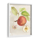 Acuarela Fruta Iv - Naomi McCavitt | Cuadro decorativo de Canvas Lab