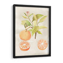 Acuarela Fruta V - Naomi McCavitt | Cuadro decorativo de Canvas Lab
