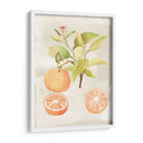 Acuarela Fruta V - Naomi McCavitt | Cuadro decorativo de Canvas Lab