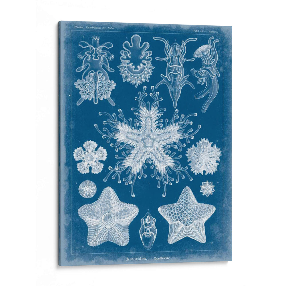 Blueprint Marino Iii - Vision Studio | Cuadro decorativo de Canvas Lab