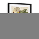 Estudio De Pera Antiguo I | Cuadro decorativo de Canvas Lab
