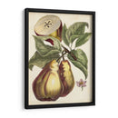 Estudio De Pera Antiguo I | Cuadro decorativo de Canvas Lab