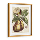 Estudio De Pera Antiguo I | Cuadro decorativo de Canvas Lab