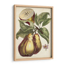 Estudio De Pera Antiguo I | Cuadro decorativo de Canvas Lab