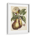 Estudio De Pera Antiguo I | Cuadro decorativo de Canvas Lab