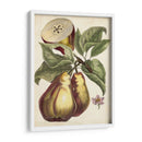 Estudio De Pera Antiguo I | Cuadro decorativo de Canvas Lab