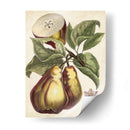 Estudio De Pera Antiguo I | Cuadro decorativo de Canvas Lab