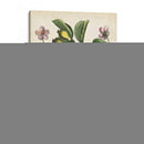 Estudio De Pera Antiguo Ii | Cuadro decorativo de Canvas Lab