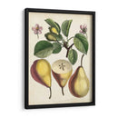 Estudio De Pera Antiguo Ii | Cuadro decorativo de Canvas Lab
