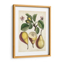 Estudio De Pera Antiguo Ii | Cuadro decorativo de Canvas Lab
