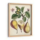 Estudio De Pera Antiguo Ii | Cuadro decorativo de Canvas Lab